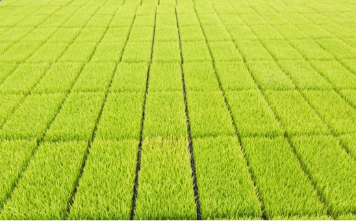野上耕作舎 野上米ヒノヒカリ 玄米5kg