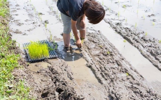 ぶんぶんファーム 自然栽培 ひのひかり 玄米 5kg 2024年10月下旬から2025年7月下旬 出荷予定