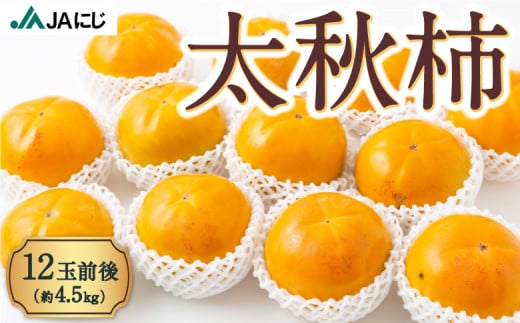 【先行予約】JAにじ 太秋柿12玉前後 (約4.5kg) 2025年10月中旬から10月下旬 出荷予定