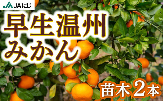 JAにじ 早生温州みかん 苗木2本 2024年11月上旬から2025年3月下旬 出荷予定