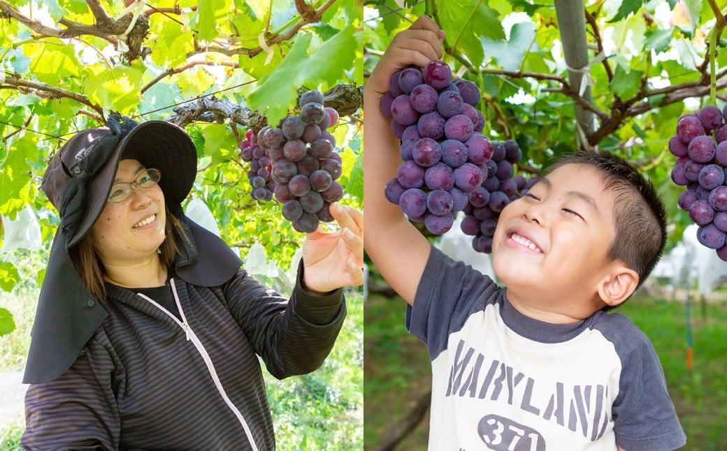 【先行予約】 やりみず農園 種なし 巨峰 2房から3房（約1kg） 【2026年8月上旬～下旬発送予定】 種なし巨峰 ぶどう ブドウ 葡萄 くだもの 果物 フルーツ 果実 福岡県 うきは市