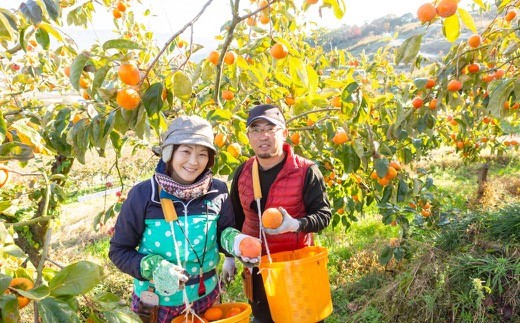 鈴木農園 特撰甘果逸品 富有柿 13玉から15玉(2Lから3Lサイズ) 2024年11月中旬から12月上旬 出荷予定