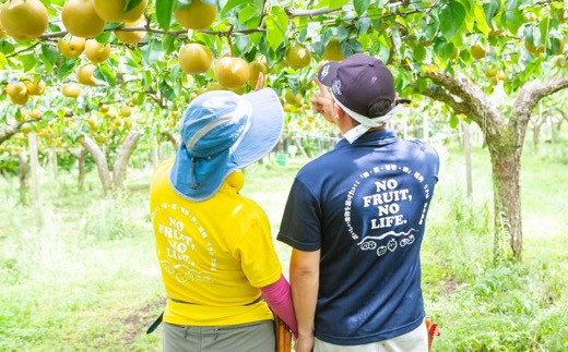 【先行予約】 鈴木農園 特撰甘果逸品 豊水梨 7玉から9玉 （約3kg） 【2026年8月下旬から9月上旬より順次発送予定】 完熟梨 梨 なし ナシ 豊水 ほうすい 果物 くだもの フルーツ 果実 新鮮 フレッシュ ジューシー お取り寄せ 福岡県 うきは市 冷蔵