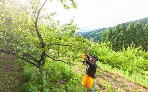 【先行予約】鈴木農園 うきは山奥育ちの南高梅 (中玉) 約3kg 2025年6月上旬から6月中旬 出荷予定