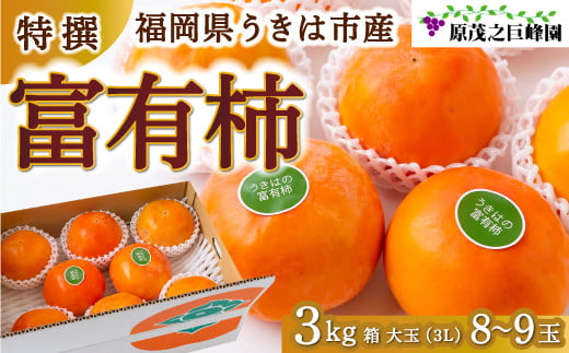 【先行予約】原茂之巨峰園 特撰 富有柿 大玉(3L) 8玉から9玉 2025年11月中旬から11月下旬 出荷予定