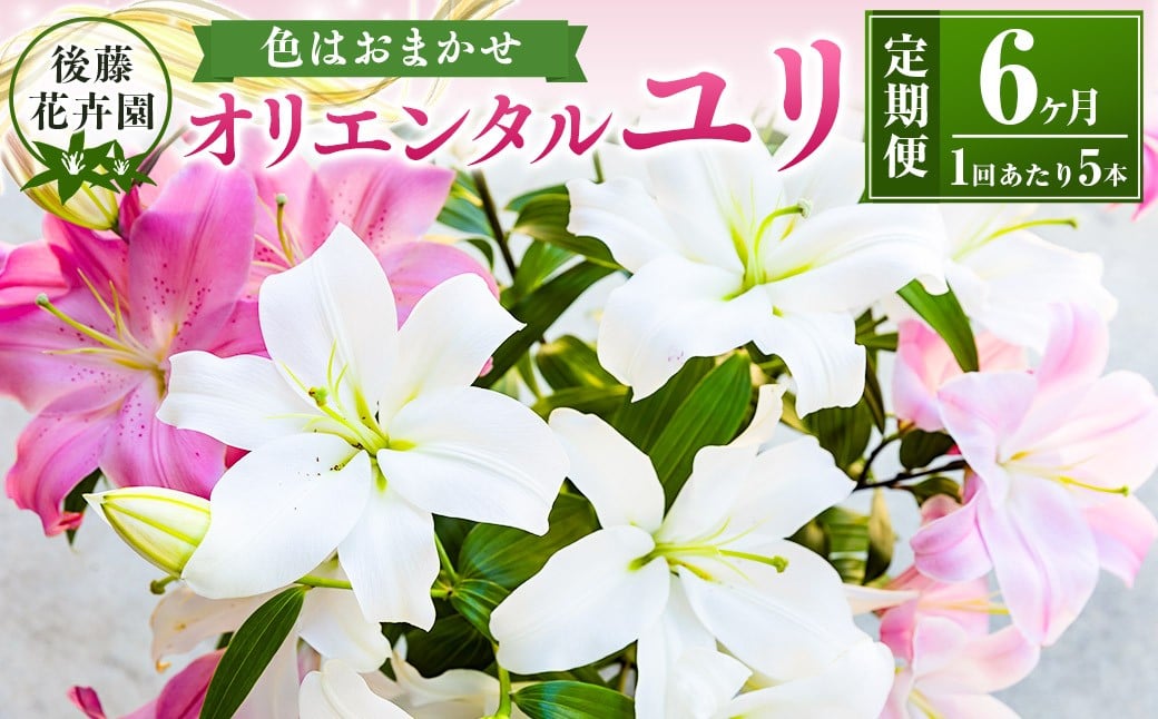 後藤花卉園 オリエンタルユリ 6月お届け ゆり ユリ 百合 花 お花 植物 ギフト 贈り物 プレゼント 鑑賞用 記念日 冷蔵 福岡県 うきは市
