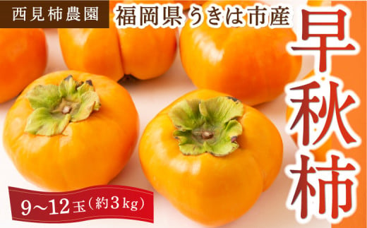 西見柿農園 早秋柿 9玉から12玉 (約3kg) 2024年10月1日から10月15日出荷予定