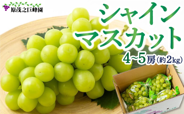 【先行予約】 原茂之巨峰園 シャインマスカット 4房から5房 （約2kg） 【2026年8月下旬～9月下旬より順次発送予定】 葡萄 ぶどう ブドウ 種無し 種なし 大粒 果物 くだもの フルーツ 果実 ミネラル ジューシー 朝採り発送 流川ブランド お取り寄せ 福岡県 うきは市 冷蔵