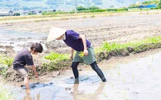 ぶんぶんファーム 自然栽培 ひのひかり 白米 4.5kg 2024年10月下旬から2025年7月下旬 出荷予定