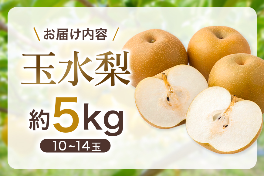 【ふるさと納税】【先行予約】玉水梨 梨 5kg 16玉～18玉 梨 なし ナシ 完熟 福岡県産 うきは市 大容量 フルーツ 果物 くだもの 甘い ジューシー 旬 秋の味覚 お中元 ギフト 贈り物 家庭用 贈答用 送料無料 常温 国産 JA福岡くるめ にじの耳納の里【2026年7月中旬ごろ発送予定】