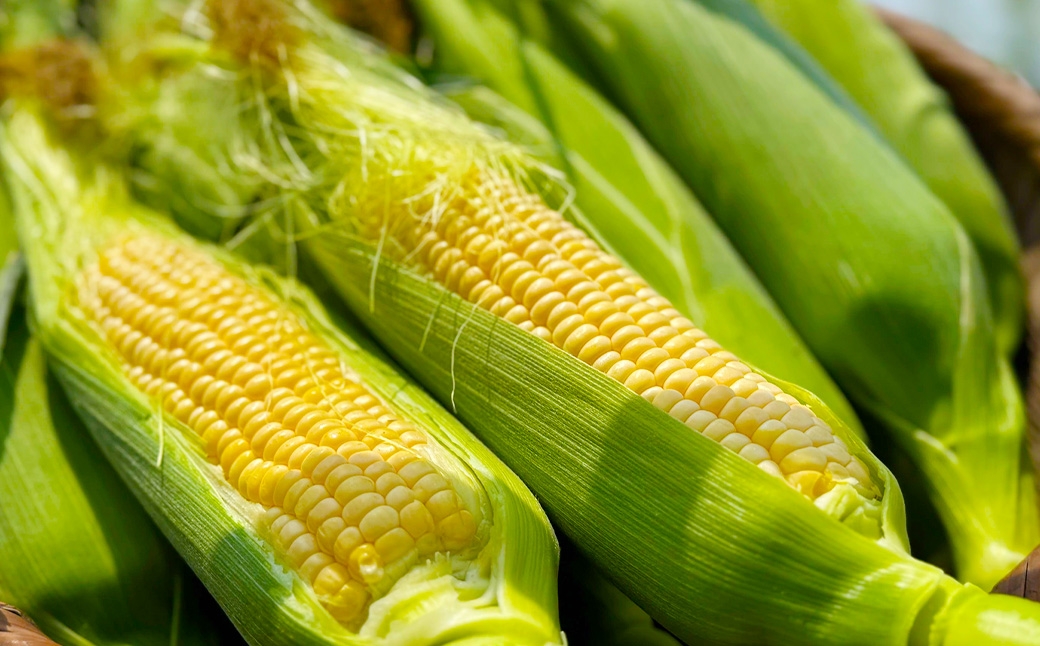 ãšããããã ãŽãŒã«ãã©ãã·ã¥ 5æ¬ïœ8æ¬å
¥ ïŒ çŽ2kg ïŒ ãã«ãŒãã³ãŒã³ çã éè ããŠã¢ãã³ã· å·èµ ã 2026幎5æäžæ¬ïœ6æäžæ¬çºéäºå® ã