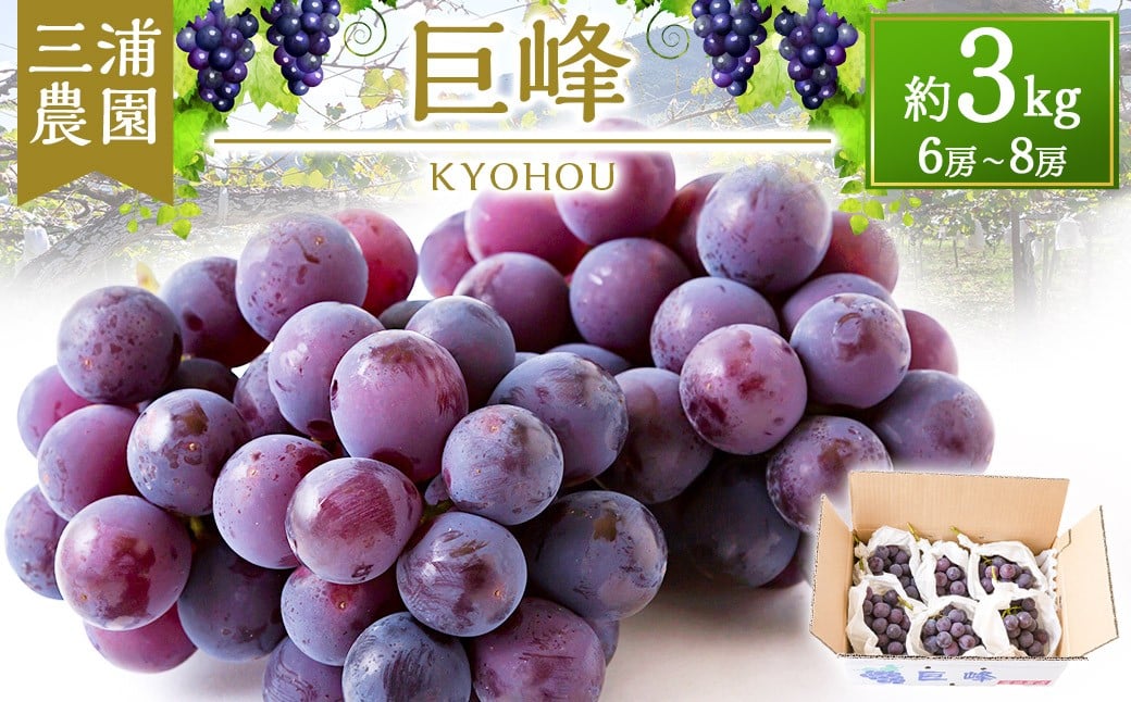 【先行予約】 三浦農園 巨峰 6房から8房 （約3kg） 【2025年8月下旬から9月上旬 出荷予定】 葡萄 ぶどう ブドウ 果物 くだもの フルーツ 果実 お取り寄せ 福岡県 うきは市
