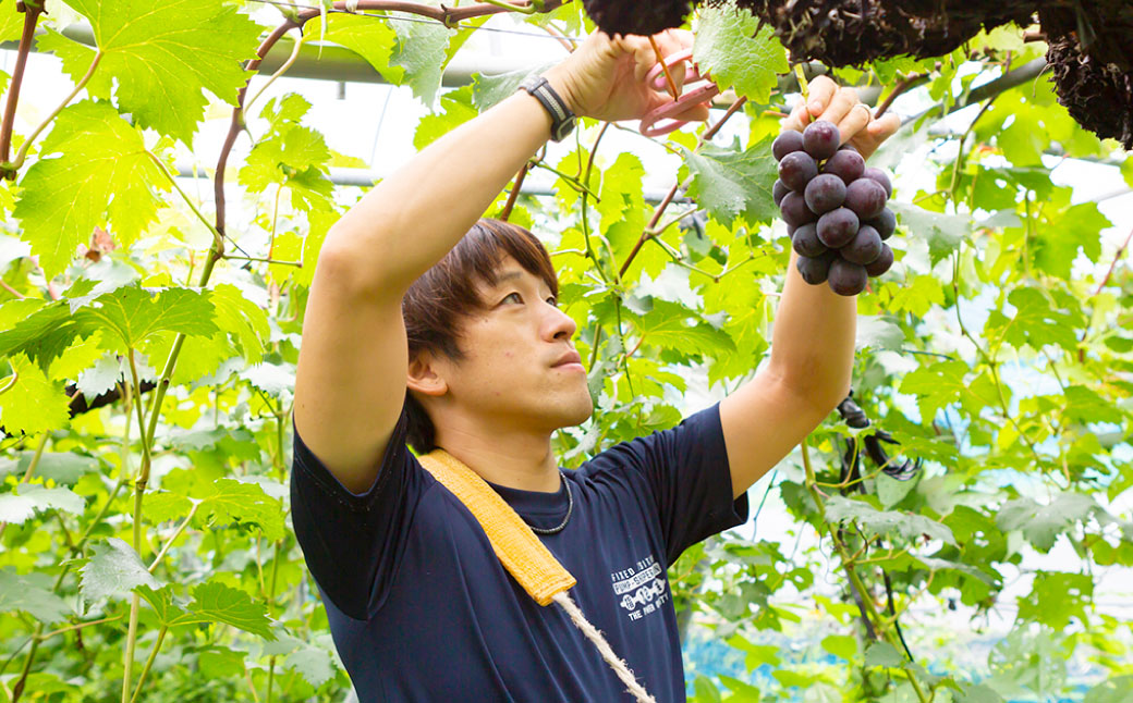 中村柿ぶどう園 ナチュラルドライフルーツ (シャインマスカット) 約40g×3個 