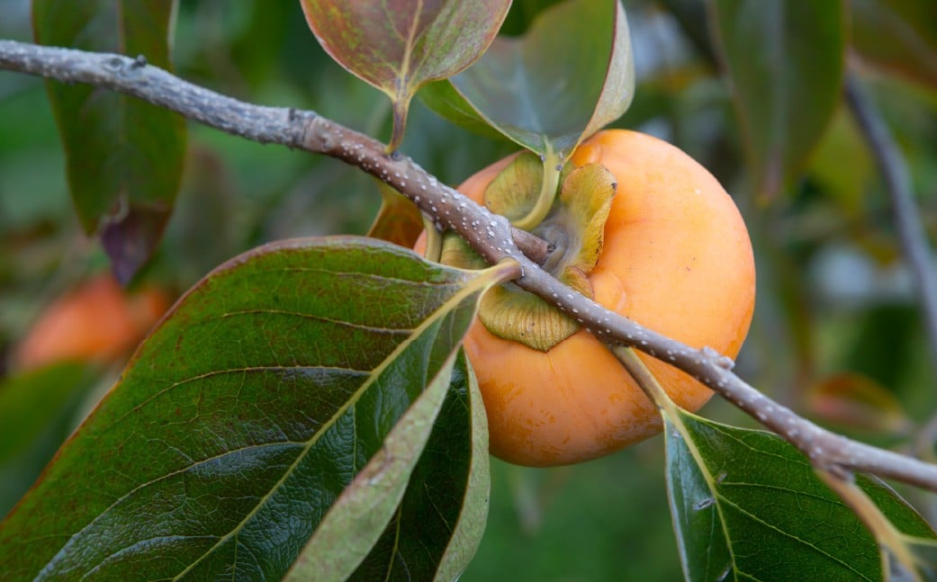 【先行予約】西見柿農園 富有柿 12玉から15玉 (約5kg) 【2026年11月上旬-12月上旬発送予定】 柿 かき カキ 果物 くだもの フルーツ 果実 ジューシー お取り寄せ 福岡県 うきは市