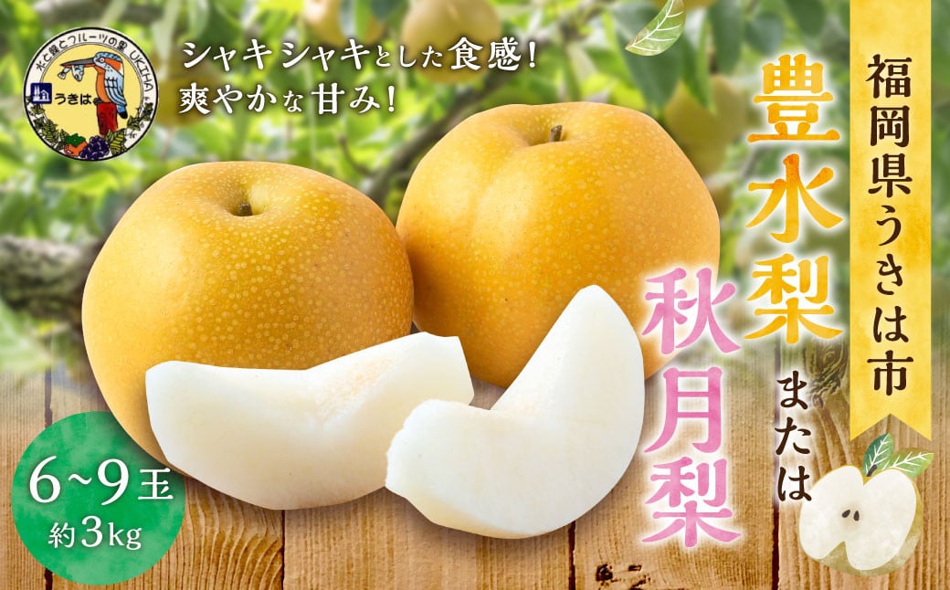 ãå
è¡äºçŽã éã®é§
ããã¯ è±æ°Žæ¢š ãŸãã¯ ç§ææ¢š 6çãã9ç ïŒçŽ3kgïŒ ã2025幎8æäžæ¬ãã9æäžæ¬ åºè·äºå®ã 梚 ãªã ãã· è±æ°Ž ã»ããã ç§æ ããã¥ã æç© ãã ãã® ãã«ãŒã æå® æ°é®® ãã¬ãã·ã¥ ãžã¥ãŒã·ãŒ ãåãå¯ã çŠå²¡ç ããã¯åž