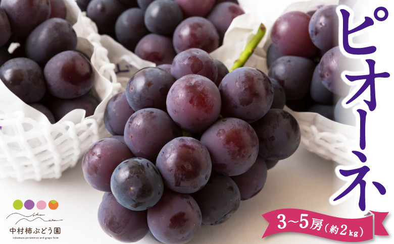 【先行予約】中村柿ぶどう園 ピオーネ 3房から5房 （約2kg） 【2026年7月上旬～8月下旬より順次発送予定】 葡萄 ぶどう ブドウ 果物 くだもの フルーツ 果実 福岡県 うきは市 冷蔵