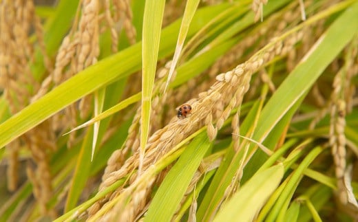 野上耕作舎 野上米ヒノヒカリ 玄米10kg