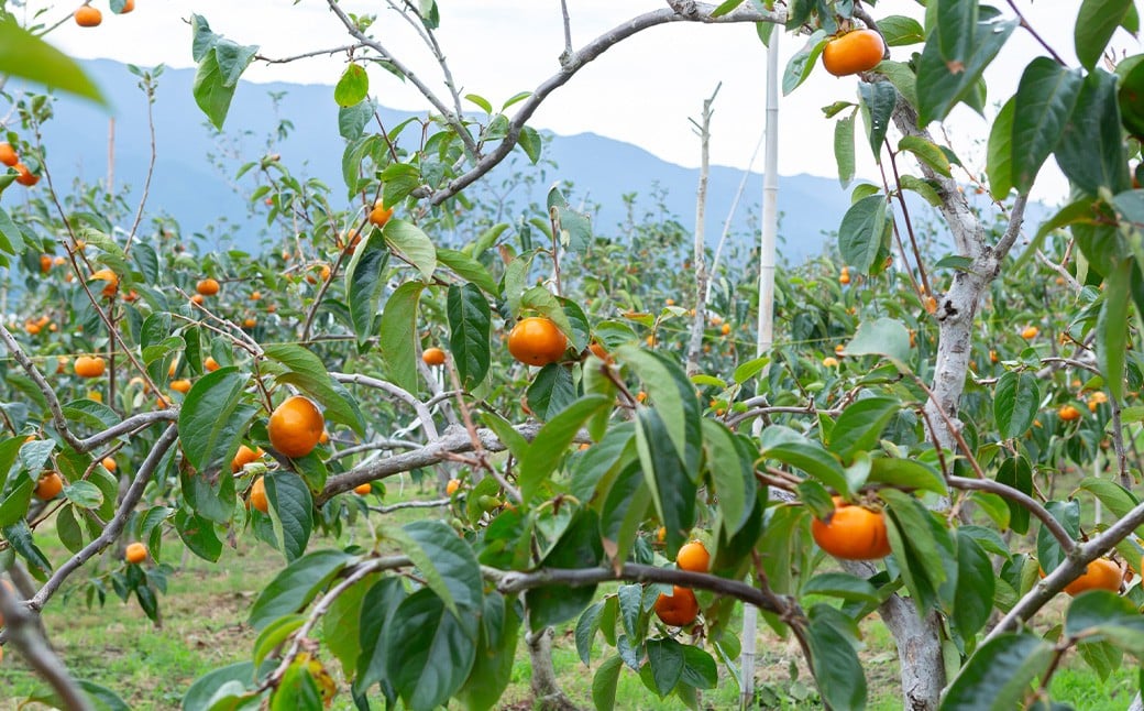 【先行予約】 渡辺農園 早秋柿 12玉から15玉 【2025年9月下旬から10月上旬 出荷予定】 柿 かき カキ 早秋 そうしゅう 果物 くだもの フルーツ 果実 ジューシー お取り寄せ 福岡県 うきは市