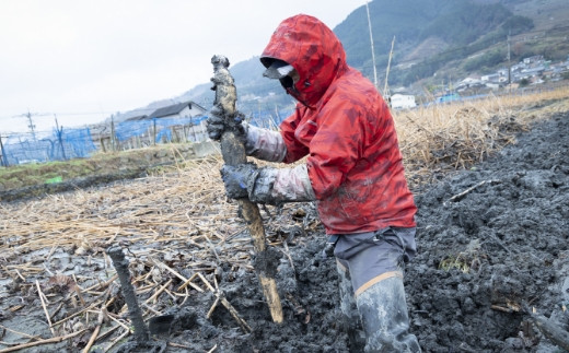 三浦農園 流川蓮根 (泥付き 約2kg) 2024年12月中旬から2025年3月下旬 出荷予定