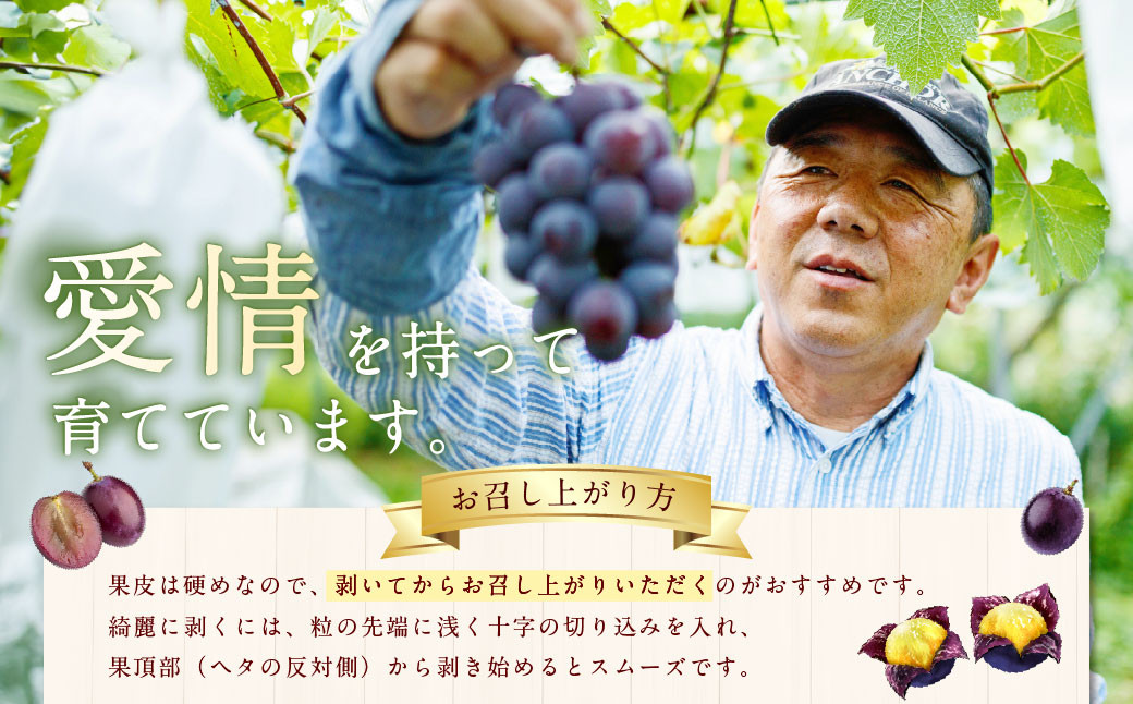 【先行予約】 宝玉農園 ピオーネ 5房～7房 （約3kg） 【2026年8月下旬～9月上旬より順次発送予定】 葡萄 ぶどう ブドウ 大粒 種無し 種なし 果物 くだもの フルーツ 果実 お取り寄せ 福岡県 うきは市 冷蔵