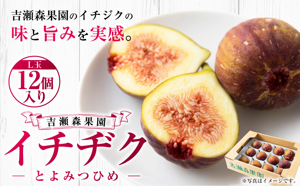 【先行予約】 吉瀬森果園 イチジク （とよみつひめ） L玉 12個入り 【2026年7月下旬-9月下旬発送予定】 いちじく 果物 くだもの フルーツ 果実 オリジナル品種 ハウス栽培 ゆりかーご お取り寄せ 福岡県 うきは市 冷蔵