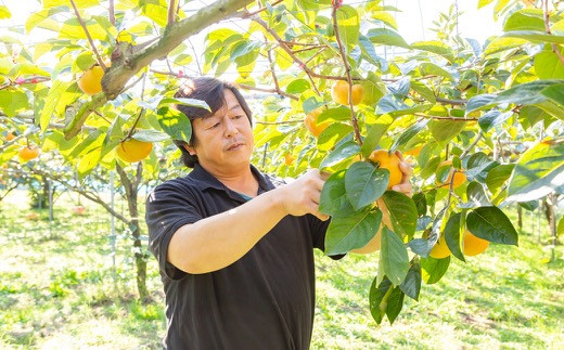 【先行予約】伊藤園 太秋柿 12玉から15玉 (約5kg) 2025年10月中旬から10月下旬 出荷予定