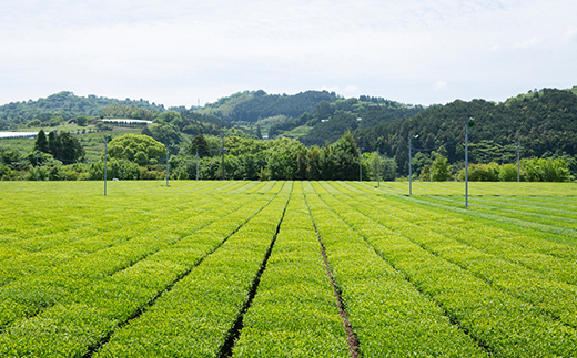 楠森堂 実生在来茶2種