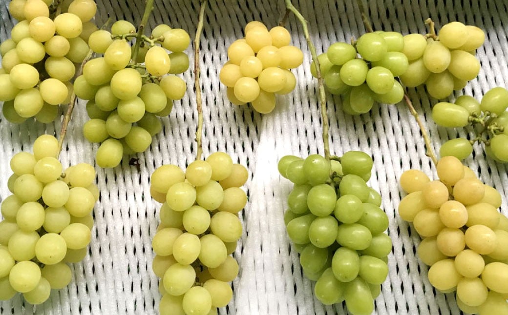 【先行予約】 やりみず農園 農家応援！ ご家庭用 シャインマスカット（約1kg） 【2026年8月下旬～9月上旬発送予定】 マスカット ぶどう ブドウ 葡萄 くだもの 果物 フルーツ 果実 福岡県 うきは市