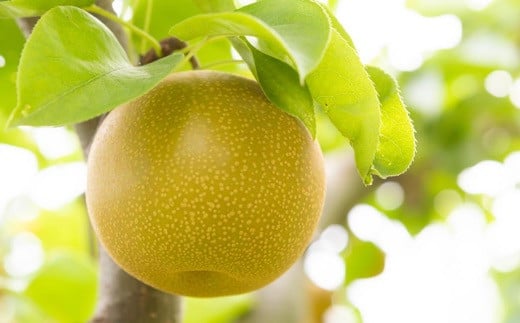 【先行予約】 鈴木農園 特撰甘果逸品 豊水梨 7玉から9玉 （約3kg） 【2026年8月下旬から9月上旬より順次発送予定】 完熟梨 梨 なし ナシ 豊水 ほうすい 果物 くだもの フルーツ 果実 新鮮 フレッシュ ジューシー お取り寄せ 福岡県 うきは市 冷蔵