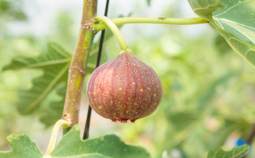 ãã¡ããïŒãšãã¿ã€ã²ãïŒ8ããã¯ã2026幎7æäžæ¬ã8æäžæ¬çºéäºå®ã ãã¡ãã ãã«ãŒã æç© ãã ãã® å·èµ çŠå²¡ç ããã¯åž