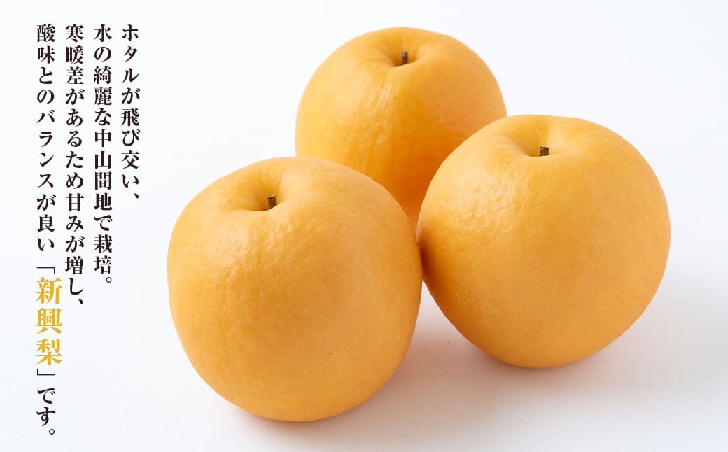 ãå
è¡äºçŽã 梚ã®å±±èæ¢šå æ°è梚 5çãã7çïŒçŽ2.5kgïŒã2026幎10æäžæ¬ã11æäžæ¬çºéäºå®ã 梚 ãªã ãã· æç© ãã ãã® ãã«ãŒã æå® ææ± 5ç 7ç