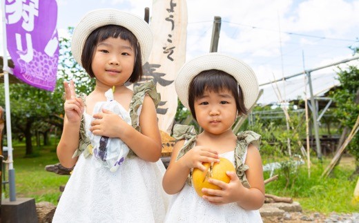 【先行予約】春光園 新興梨 10玉から16玉 2025年10月上旬から10月中旬 出荷予定