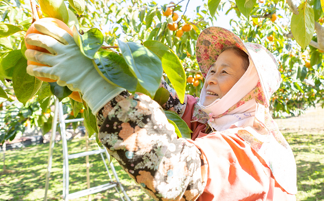 【先行予約】柿屋うちやま 富有柿 9玉から12玉 2025年11月中旬から12月上旬 出荷予定