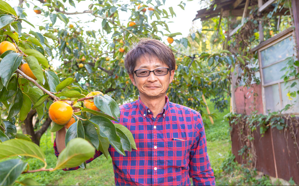 【先行予約】石井農園 富有柿 9玉から12玉 2025年11月中旬から12月上旬 出荷予定