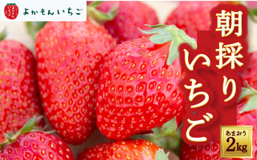  よかもんいちごの朝採りあまおういちご 2kg 2025年1月下旬から2025年4月下旬 出荷予定