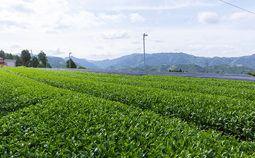 堀江銘茶園 お茶詰合せ (白折2袋・煎茶3袋)