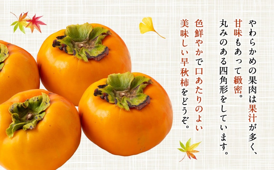 【先行予約】 渡辺農園 早秋柿 12玉から15玉 【2025年9月下旬から10月上旬 出荷予定】 柿 かき カキ 早秋 そうしゅう 果物 くだもの フルーツ 果実 ジューシー お取り寄せ 福岡県 うきは市