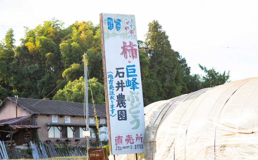 【先行予約】石井農園 富有柿 9玉から12玉 2025年11月中旬から12月上旬 出荷予定