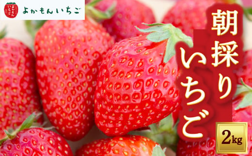 よかもんいちごの朝採りいちご 2kg 2024年12月中旬から2025年4月下旬 出荷予定