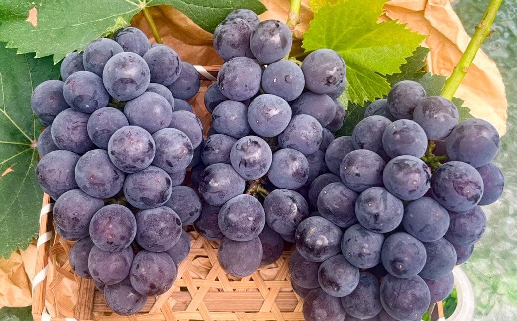 種無し 巨峰 2kg 【2026年８月上旬～8月下旬発送予定】　種なし巨峰 ぶどう ブドウ 葡萄 くだもの 果物 フルーツ 果実 福岡県 うきは市