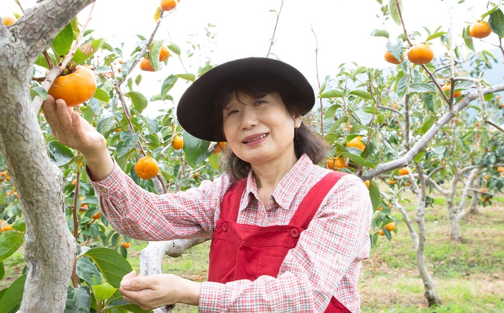 【先行予約】 渡辺農園 早秋柿 12玉から15玉 【2025年9月下旬から10月上旬 出荷予定】 柿 かき カキ 早秋 そうしゅう 果物 くだもの フルーツ 果実 ジューシー お取り寄せ 福岡県 うきは市