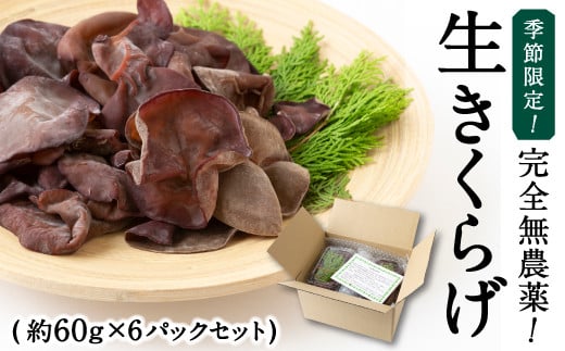 【先行予約】UIC 季節限定！完全無農薬！生きくらげ (約60g×6パックセット) 2025年5月から7月 出荷予定