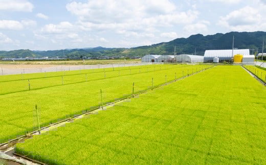 【6ヶ月定期便】みずほファーム UKIHA RICE (玄米5kg×6ヶ月)  【2025年11月より順次発送予定】 米 ヒノヒカリ お米 ご飯 うきは市