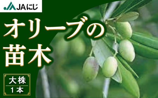 JAにじ オリーブの苗木 約1m (大株１本)