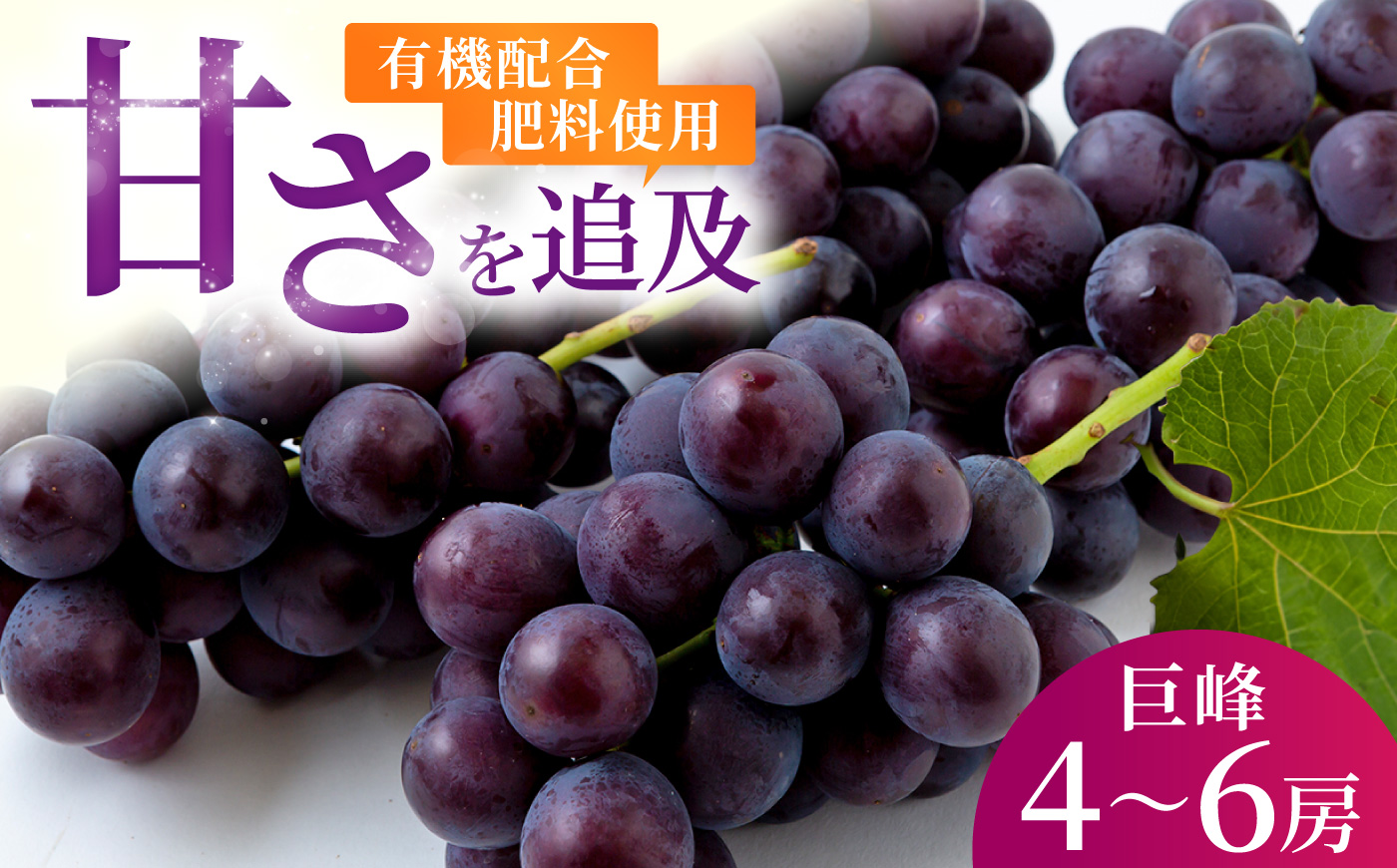 【先行予約】コクのある甘さ 種あり 巨峰 4房から6房 2025年8月下旬から9月上旬 出荷予定【春光園】 ぶどう ブドウ 葡萄 巨峰 種あり 果物 フルーツ