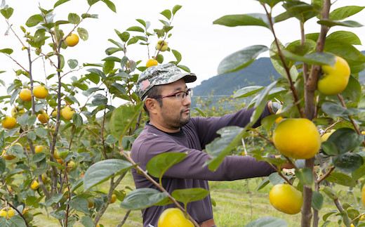 【先行予約】江藤農園 太秋柿 (2Lから3L) 8玉から11玉 2025年10月中旬から11月上旬 出荷予定