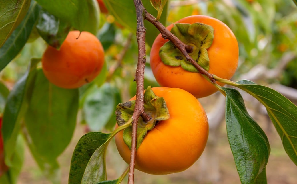 【先行予約】渡辺農園 富有柿 12玉前後 2025年11月中旬から12月上旬 出荷予定