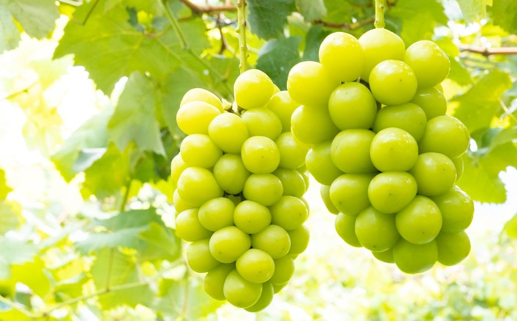 【先行予約】 やりみず農園 農家応援！ ご家庭用 シャインマスカット（約1kg） 【2026年8月下旬～9月上旬発送予定】 マスカット ぶどう ブドウ 葡萄 くだもの 果物 フルーツ 果実 福岡県 うきは市