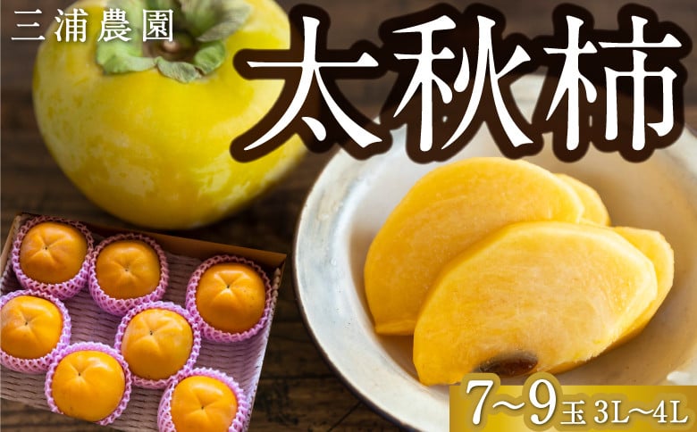 【先行予約】 三浦農園 太秋柿 7玉から9玉 （3Lから4L） 【2026年10月上旬から10月下旬 出荷予定】 柿 かき カキ 太秋 たいしゅう 完全甘柿 果物 くだもの フルーツ 果実 ジューシー お取り寄せ 福岡県 うきは市