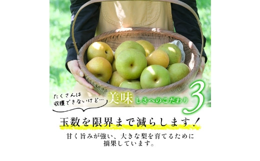 【先行予約】しゅうたの畑 希少品種 あきづき梨 6玉から7玉 2025年9月上旬から9月中旬 出荷予定